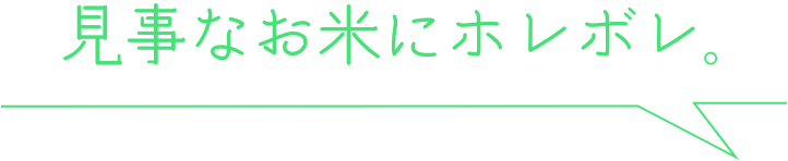 見事なお米にホレボレ。