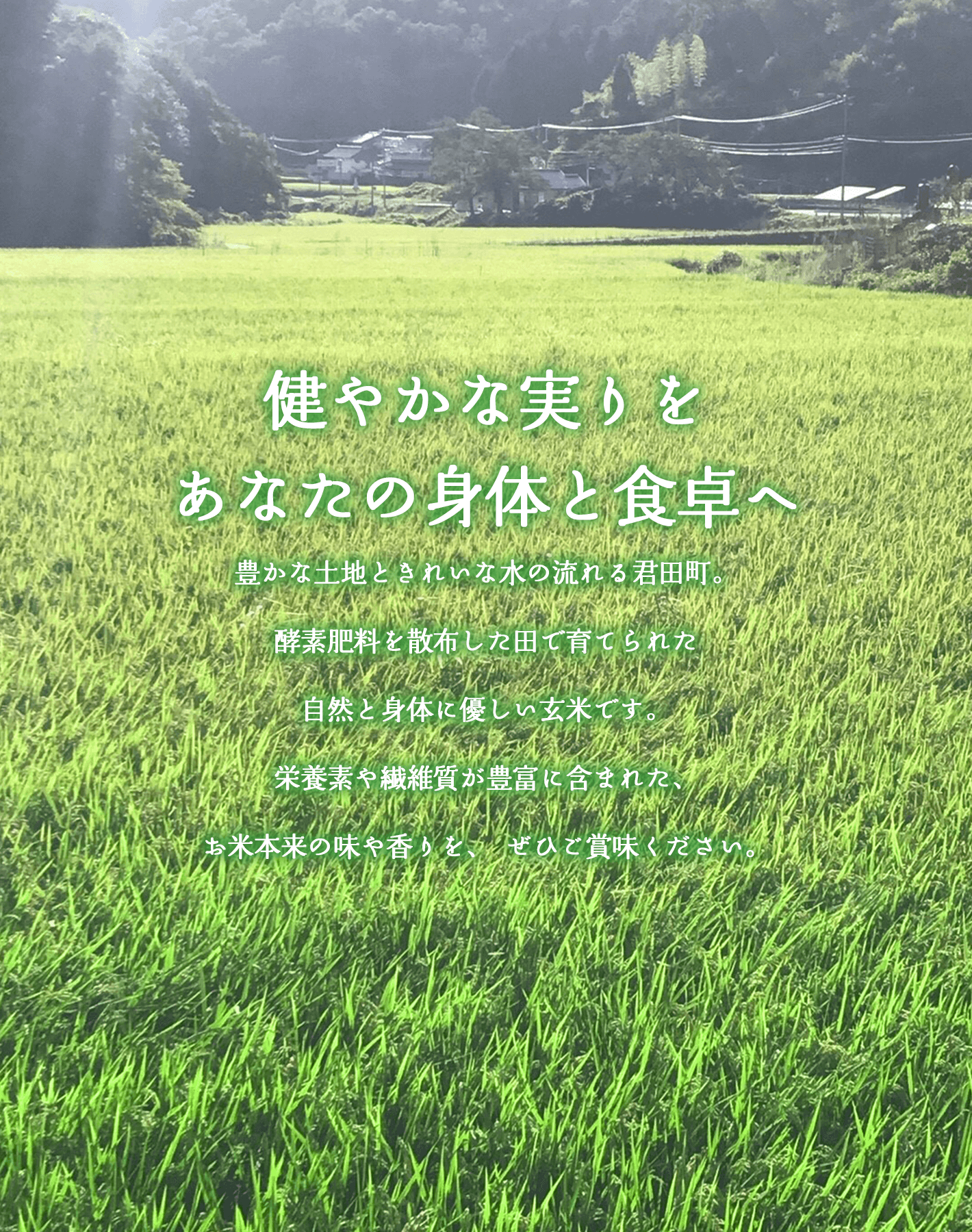 健やかな実りをあなたの身体と食卓へ。豊かな土地ときれいな水の流れる君田町。酵素肥料を散布した田で育てられた自然と身体に優しい玄米です。栄養素や繊維質が豊富に含まれた、お米本来の味や香りを、ぜひご賞味ください。