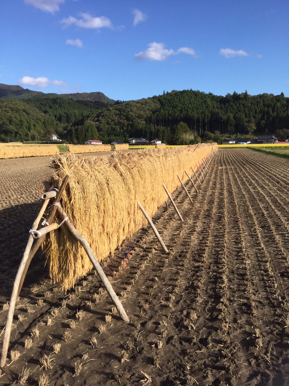 カツヤ　天日乾燥米　岩手ひとめぼれ