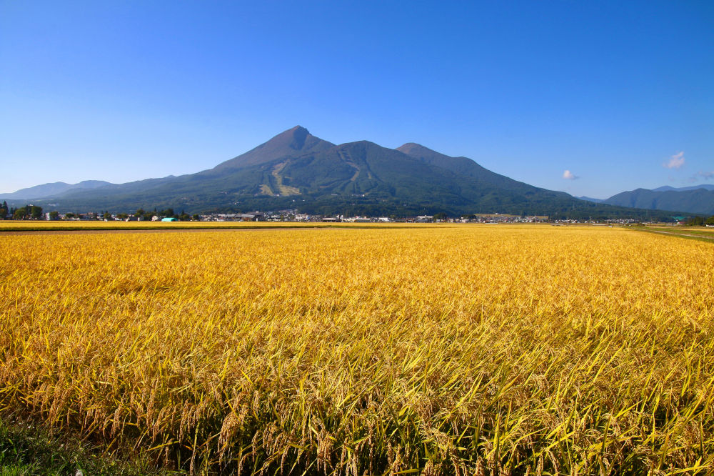 稲穂と磐梯山