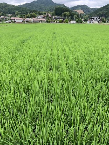 君田町の田んぼ