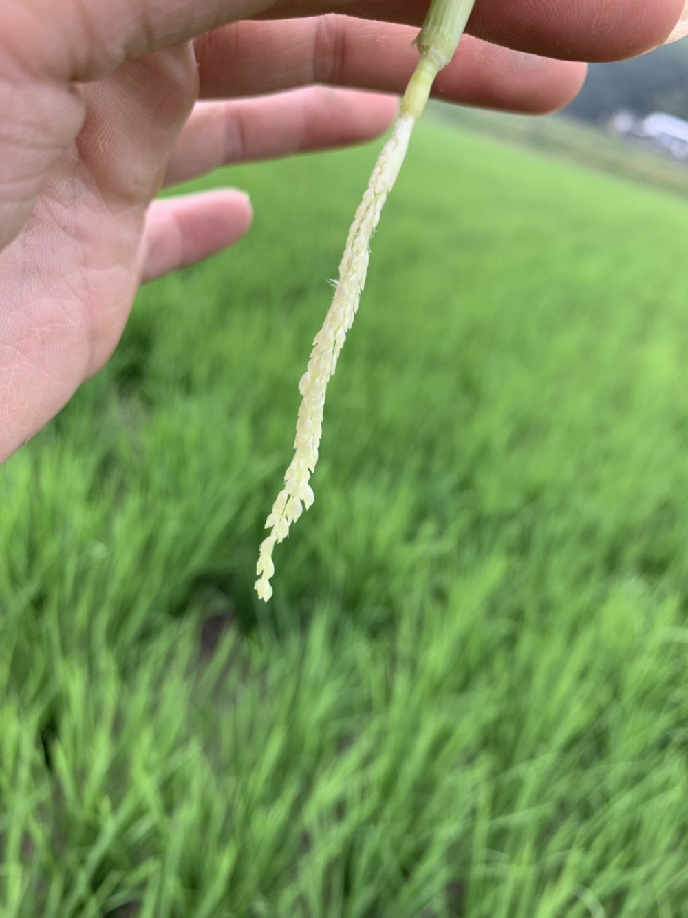 茎の中の皮を剥いた稲