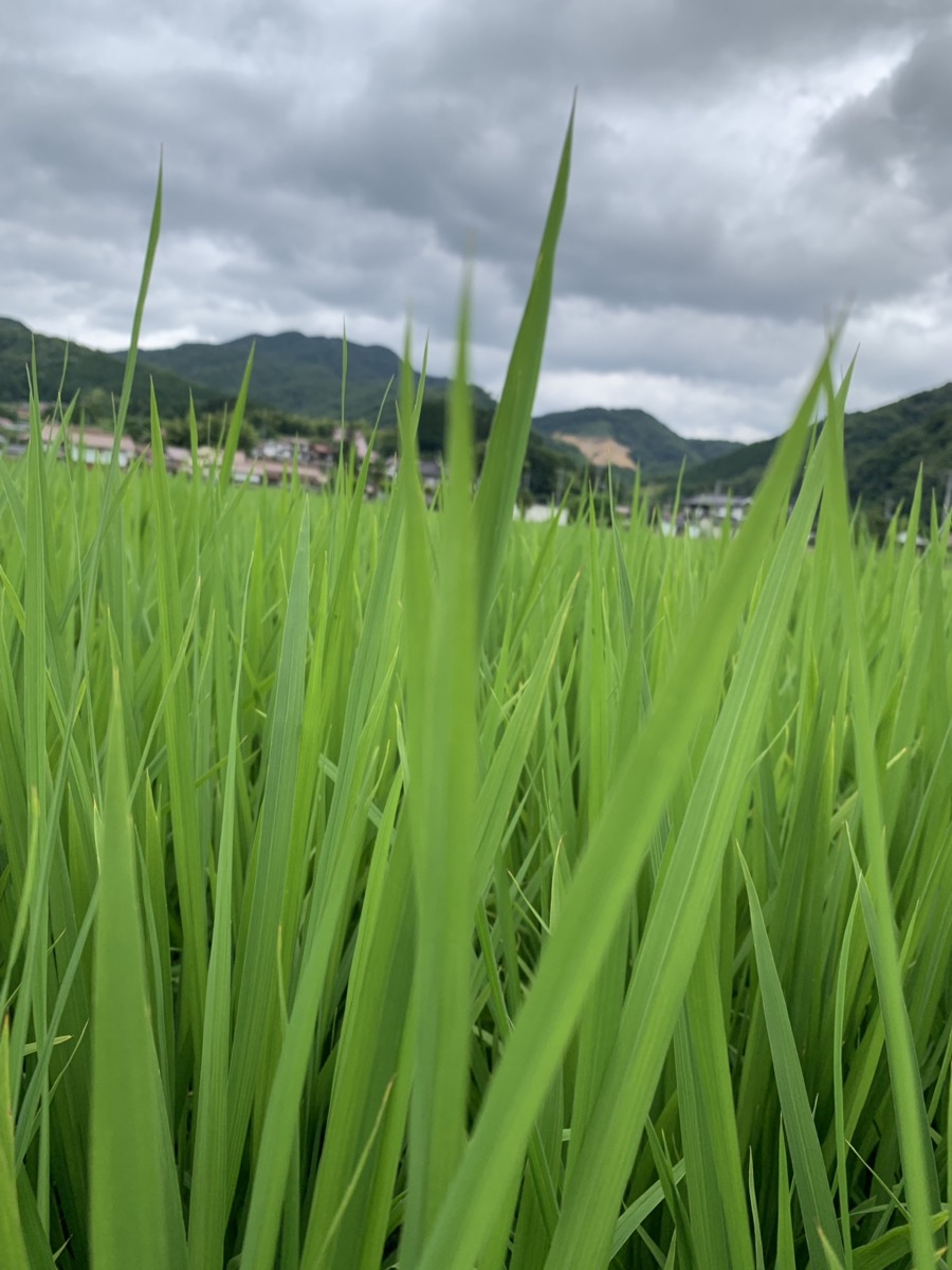 君田町の田んぼ