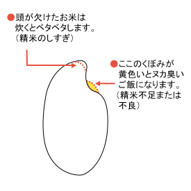 精米した米