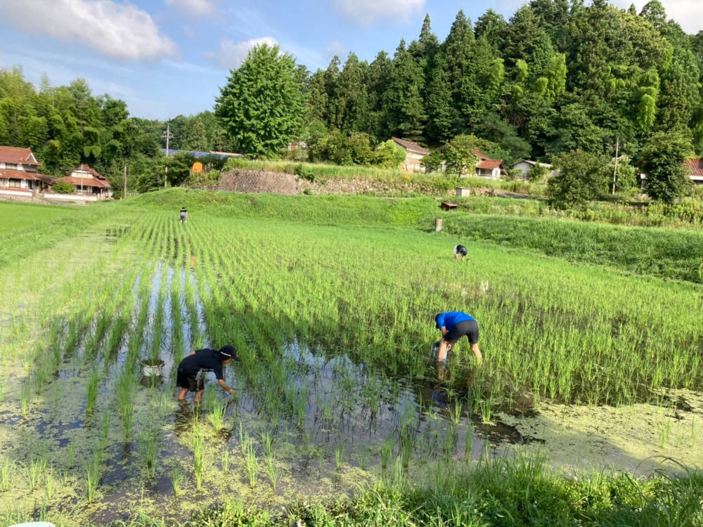 草刈り